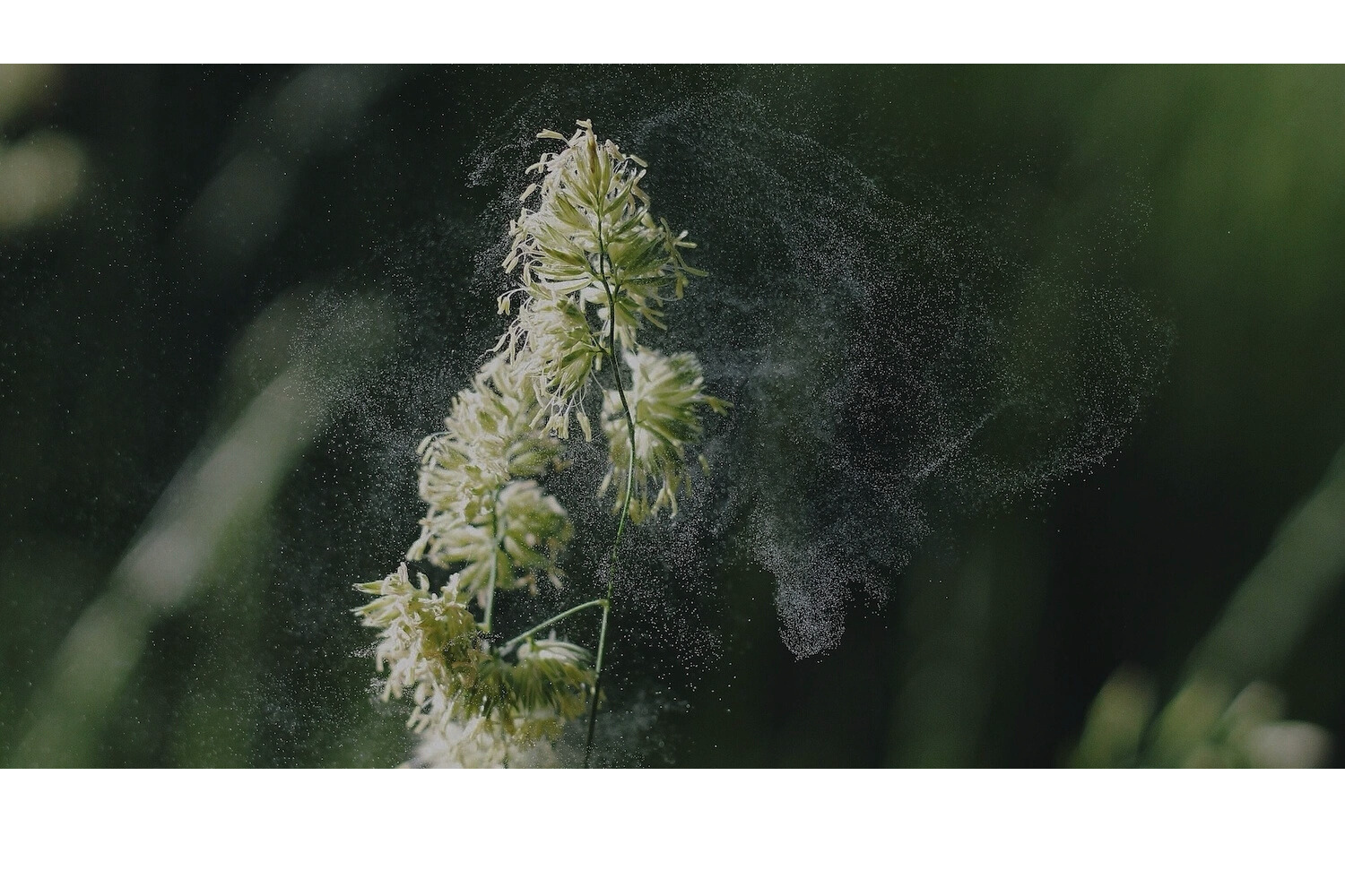 bg_img_testimonial_block4_sd